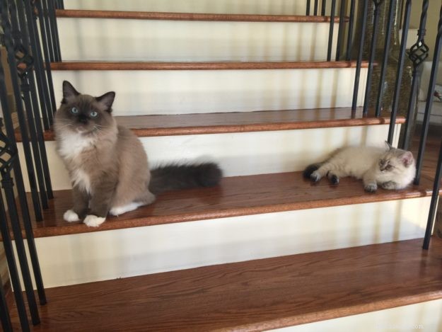 Chopstix O Neill III: Our Ragdoll Kitten of the Month