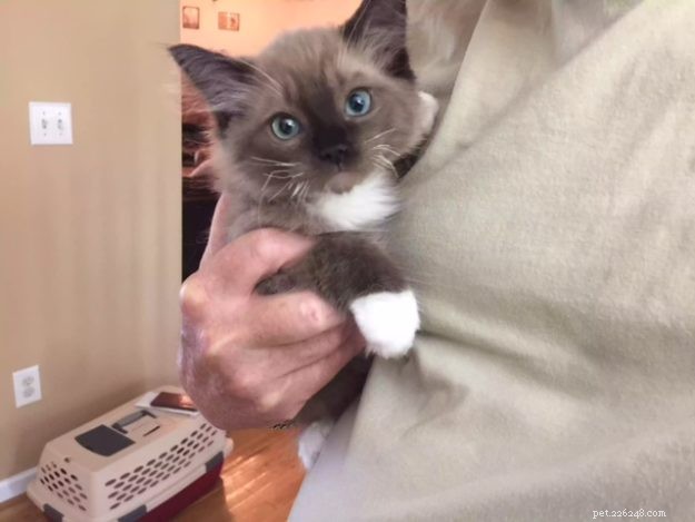 Chopstix O Neill III: Our Ragdoll Kitten of the Month
