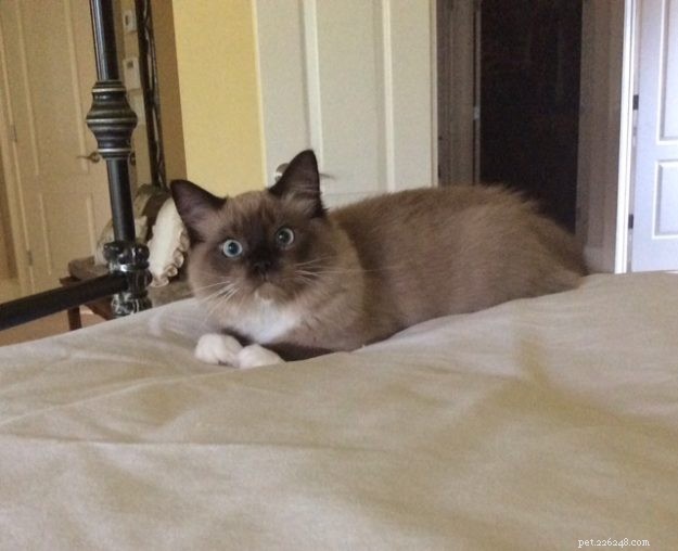 Chopstix O Neill III: Our Ragdoll Kitten of the Month