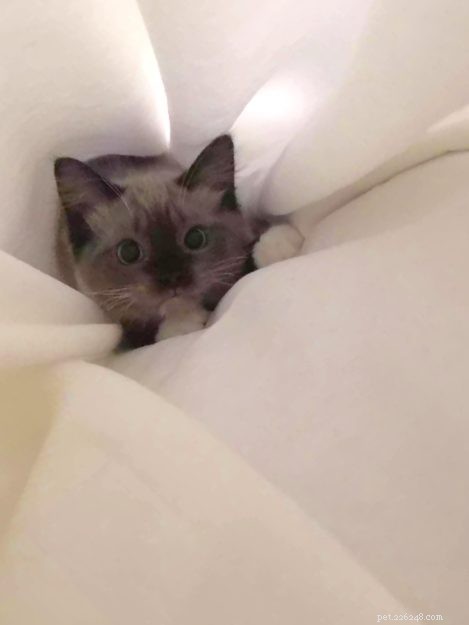 Chopstix O Neill III: Our Ragdoll Kitten of the Month