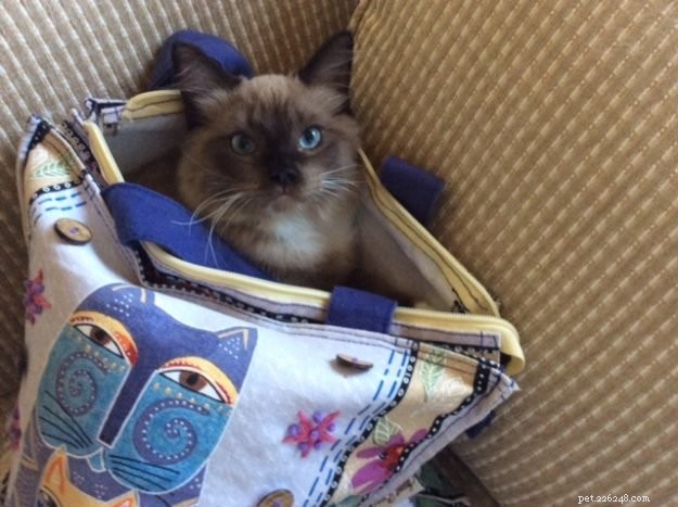Chopstix O Neill III: Our Ragdoll Kitten of the Month