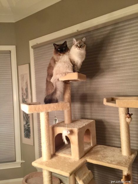 Chopstix O Neill III: Our Ragdoll Kitten of the Month