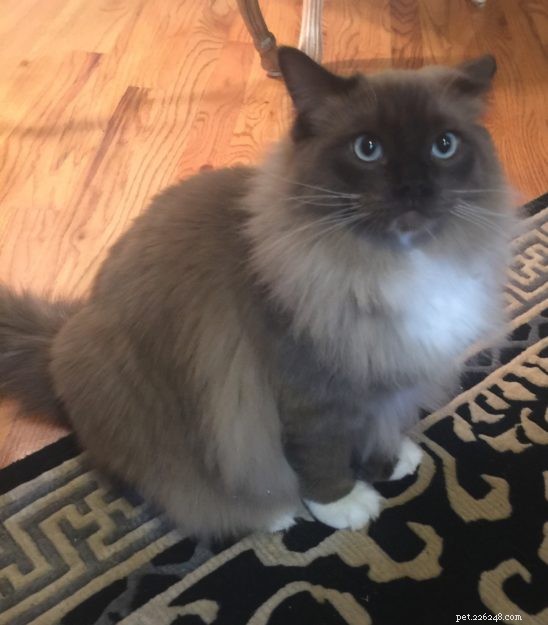 Chopstix O Neill III: Our Ragdoll Kitten of the Month