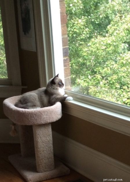 Chopstix O Neill III: Our Ragdoll Kitten of the Month