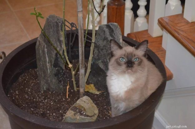 Chopstix O Neill III: Our Ragdoll Kitten of the Month