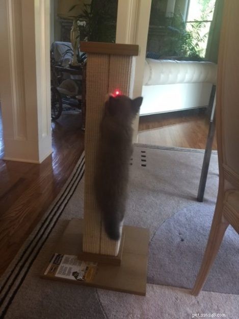 Chopstix O Neill III: Our Ragdoll Kitten of the Month