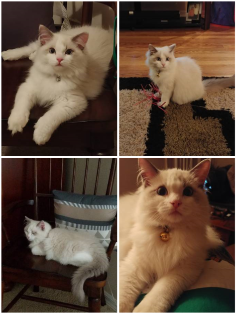 Adopting a Ragdoll from Craigslist: What to Know & Naming Tips
