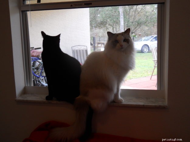 DIY Litter Box Enclosure: Stylish, Hidden Furniture to Keep Cats and Homes Clean
