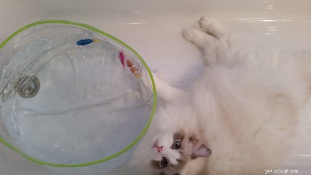 Marvel the Ragdoll: Meet Our Beloved Cat