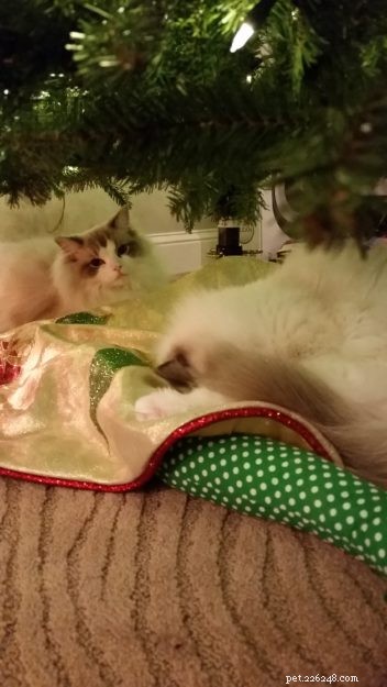 Marvel the Ragdoll: Meet Our Beloved Cat