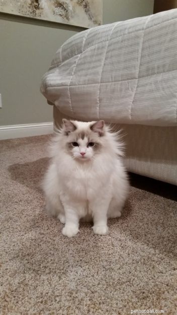 Marvel the Ragdoll: Meet Our Beloved Cat