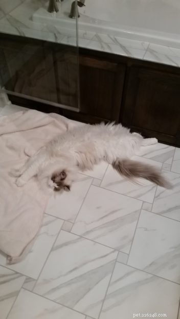 Marvel the Ragdoll: Meet Our Beloved Cat