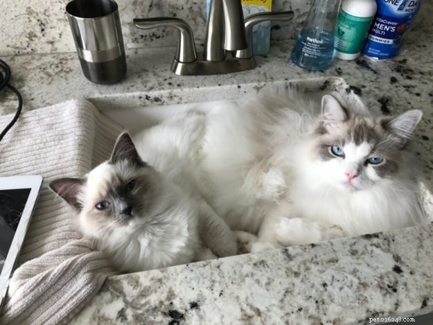 Marvel the Ragdoll: Meet Our Beloved Cat