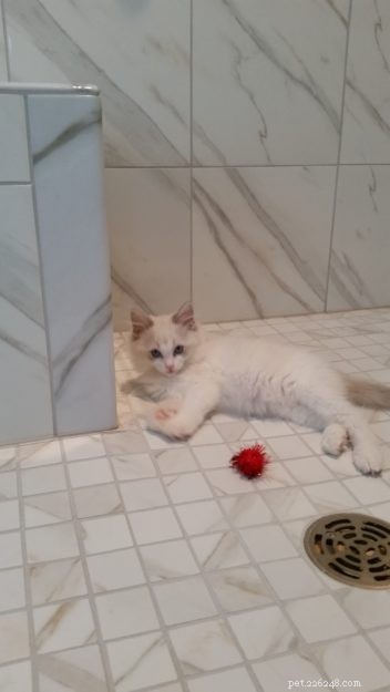 Marvel the Ragdoll: Meet Our Beloved Cat