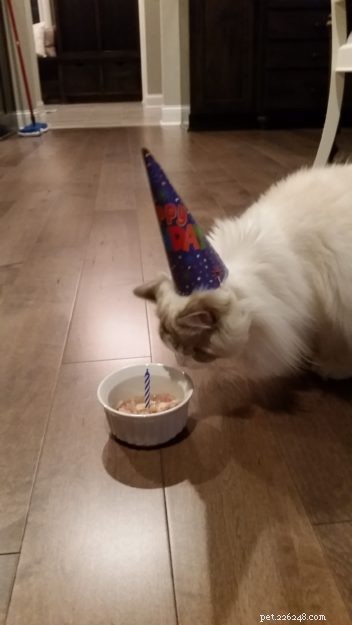 Marvel the Ragdoll: Meet Our Beloved Cat