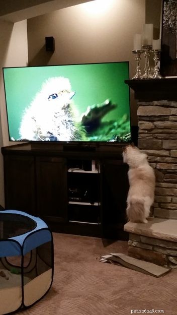 Marvel the Ragdoll: Meet Our Beloved Cat