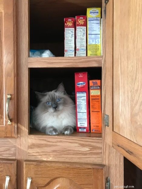 Meet Raggs: The Charming Ragdoll of the Week