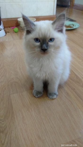 Meet Raggs: The Charming Ragdoll of the Week