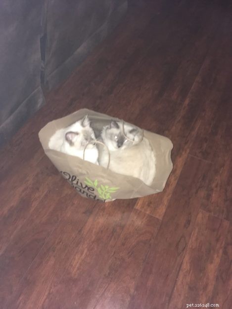Meet Raggs: The Charming Ragdoll of the Week