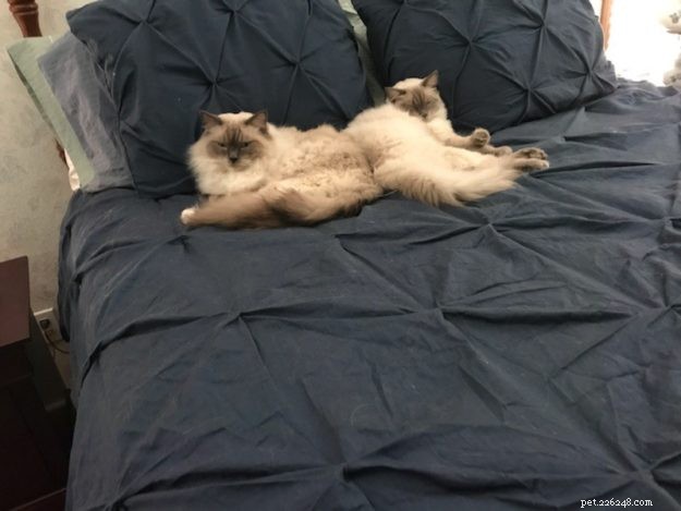 Meet Raggs: The Charming Ragdoll of the Week