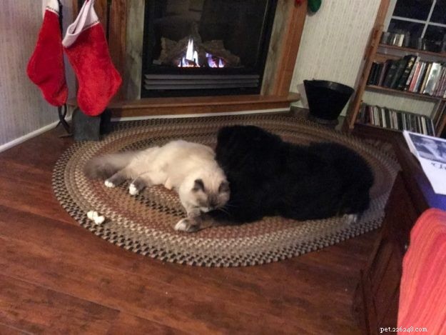 Meet Raggs: The Charming Ragdoll of the Week