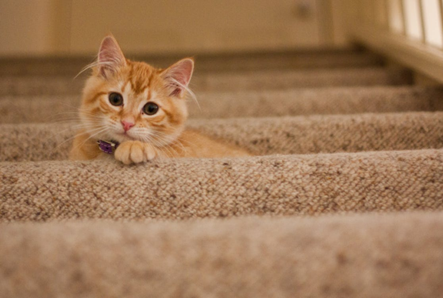 Finding a Trusted Cat Sitter with Rover