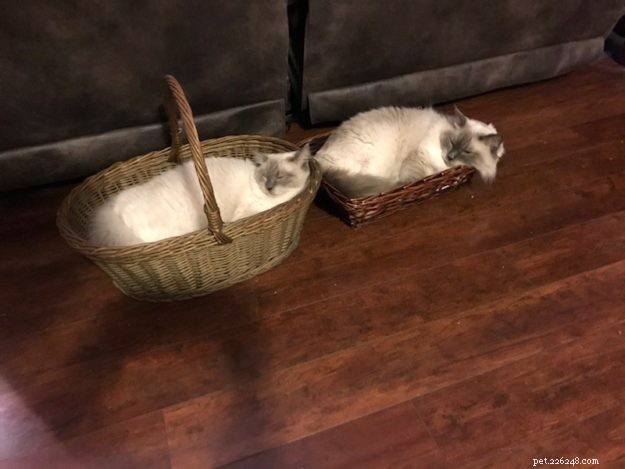 Meet Raggs: The Charming Ragdoll of the Week