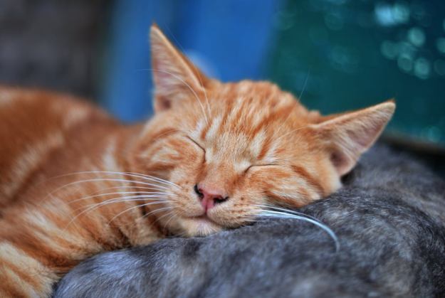 Finding a Trusted Cat Sitter with Rover