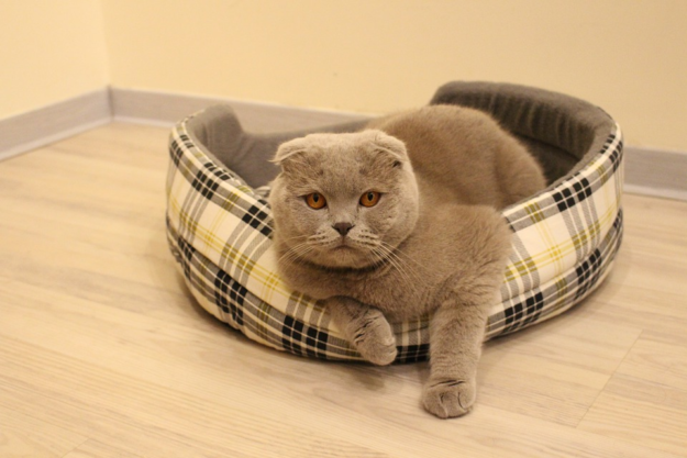 Finding a Trusted Cat Sitter with Rover