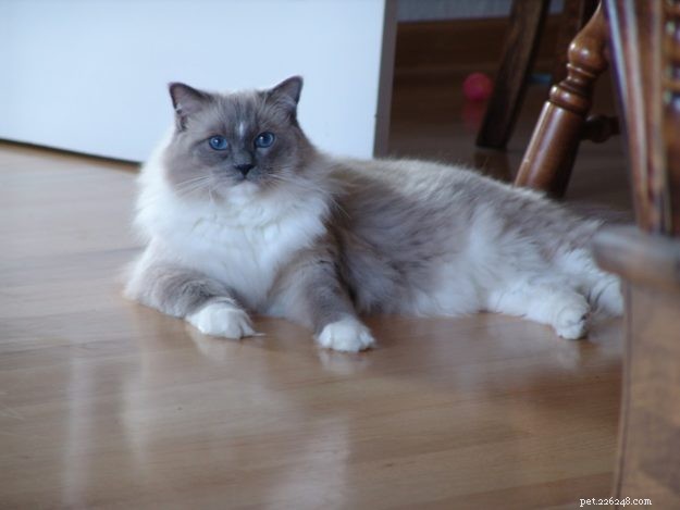 Hobart: Celebrating Our Beloved Ragdoll Cat (2006‑2017)