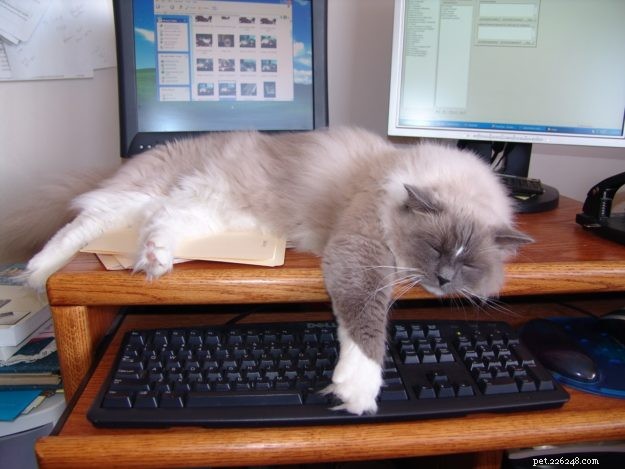 Hobart: Celebrating Our Beloved Ragdoll Cat (2006‑2017)