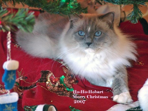 Hobart: Celebrating Our Beloved Ragdoll Cat (2006‑2017)