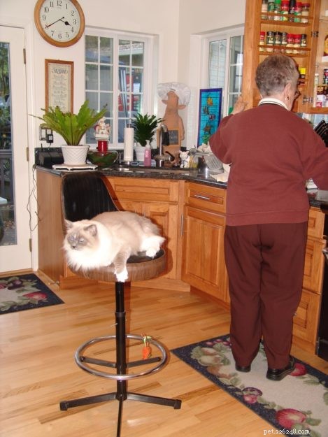 Hobart: Celebrating Our Beloved Ragdoll Cat (2006‑2017)