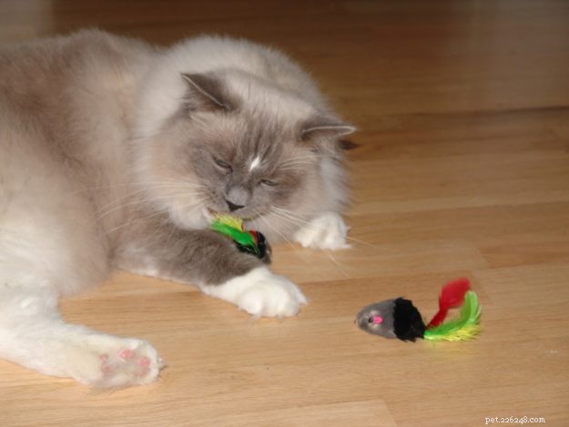 Hobart: Celebrating Our Beloved Ragdoll Cat (2006‑2017)