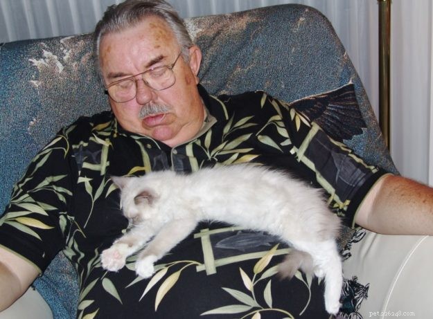 Hobart: Celebrating Our Beloved Ragdoll Cat (2006‑2017)