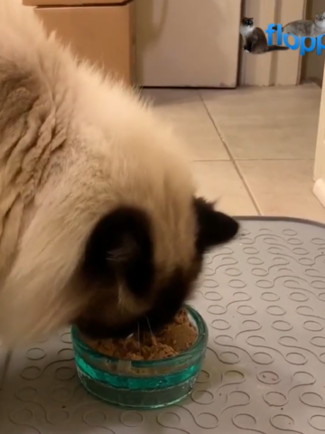 Top 10 Canned Cat Foods for Ragdoll Cats – Expert Reviews