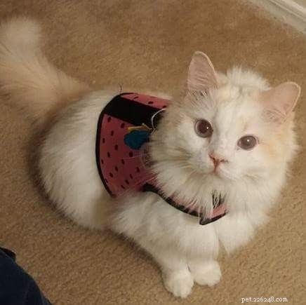 Cake: Our Beloved Ragdoll Cat Adopted in 2013