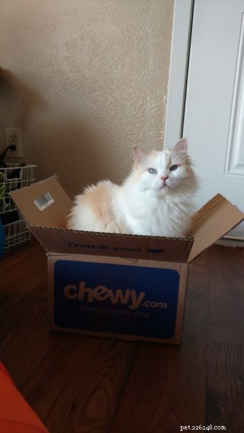 Cake: Our Beloved Ragdoll Cat Adopted in 2013