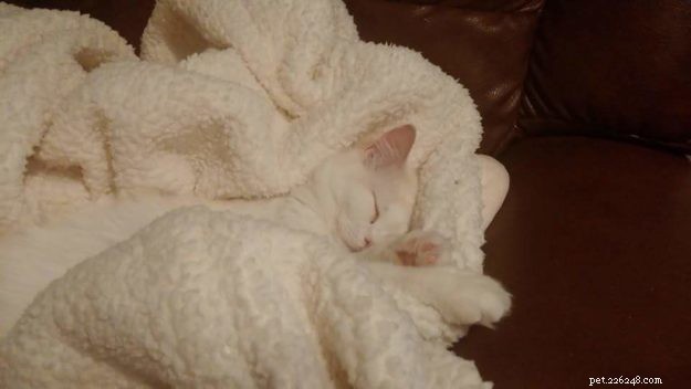 Cake: Our Beloved Ragdoll Cat Adopted in 2013