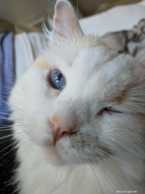 Cake: Our Beloved Ragdoll Cat Adopted in 2013
