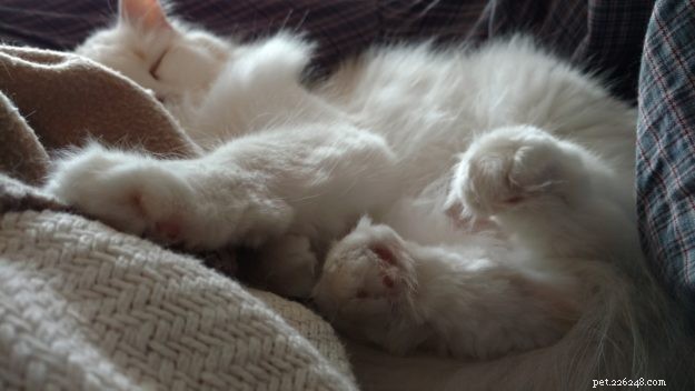 Cake: Our Beloved Ragdoll Cat Adopted in 2013