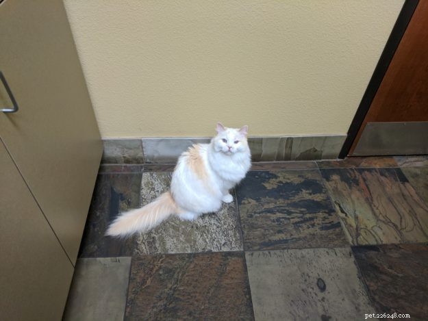 Cake: Our Beloved Ragdoll Cat Adopted in 2013