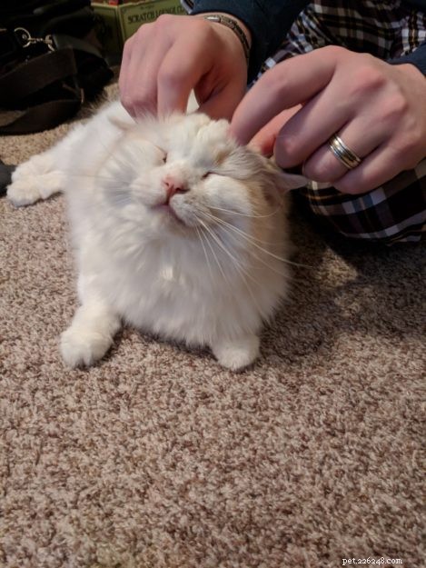Cake: Our Beloved Ragdoll Cat Adopted in 2013