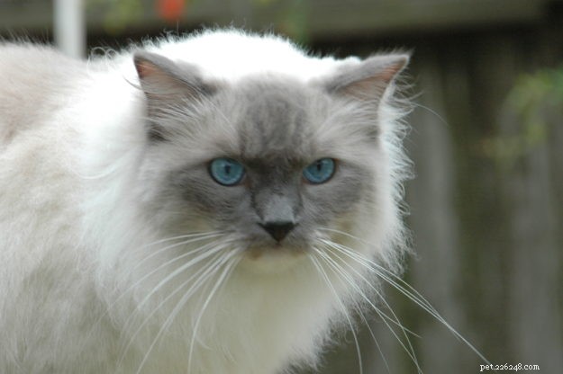 Meet Patches, Missy, Blue & Victoria: Spotlight on Ragdoll Cats