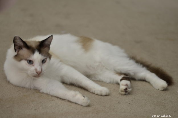 Meet Patches, Missy, Blue & Victoria: Spotlight on Ragdoll Cats
