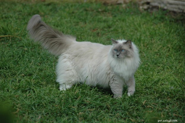 Meet Patches, Missy, Blue & Victoria: Spotlight on Ragdoll Cats