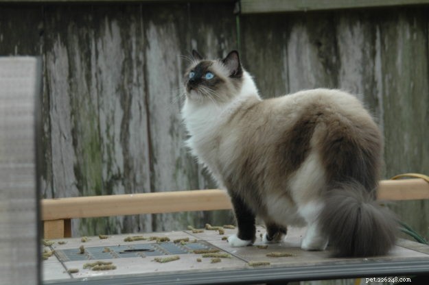 Meet Patches, Missy, Blue & Victoria: Spotlight on Ragdoll Cats