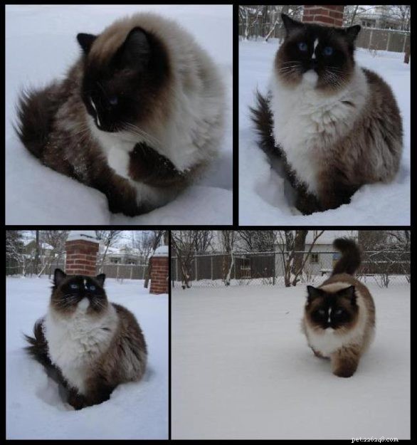 Snowy Ragdoll Cats: Heartwarming Photos from Kansas City