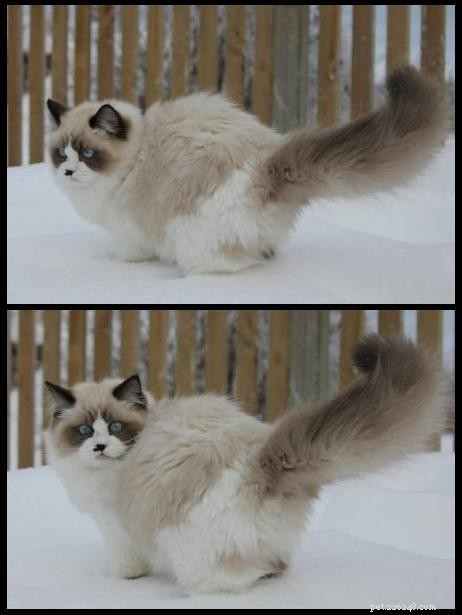 Snowy Ragdoll Cats: Heartwarming Photos from Kansas City