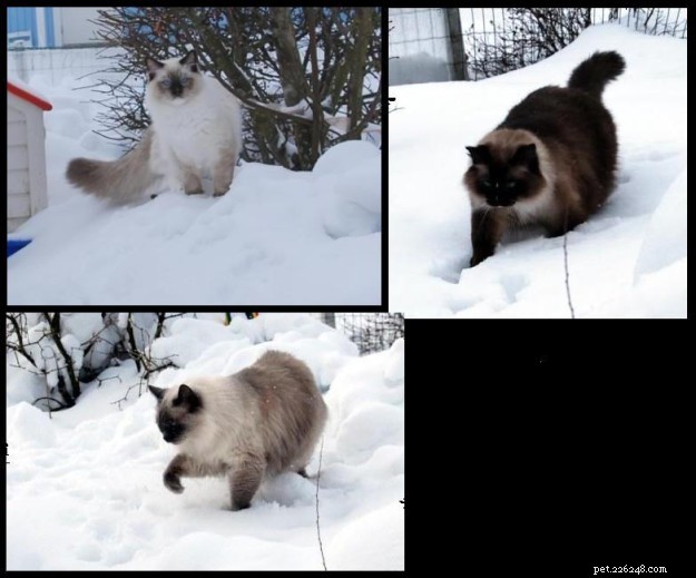 Snowy Ragdoll Cats: Heartwarming Photos from Kansas City